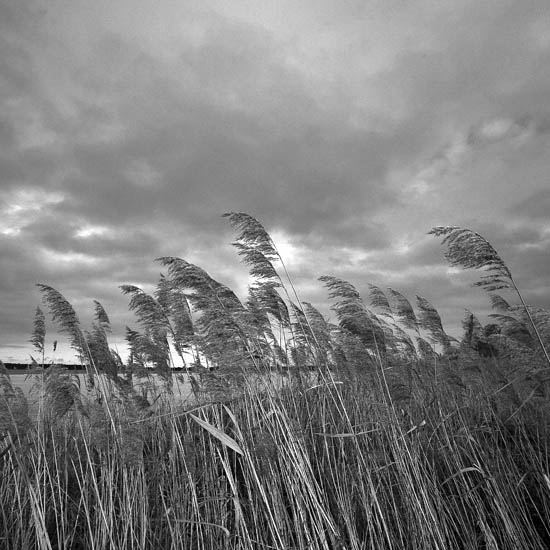 reeds at lake zwischenahn
