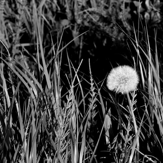 dandelion