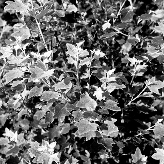 island leaves