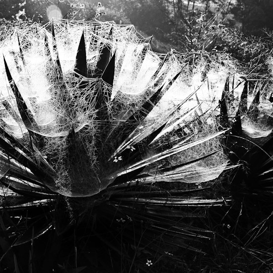 cactus with spiderweb