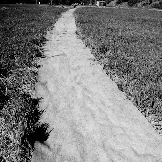 carpet through the rice field