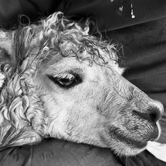 alpaca