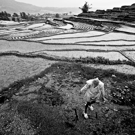 paddy field