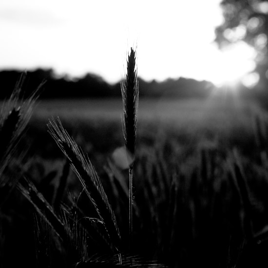 rye