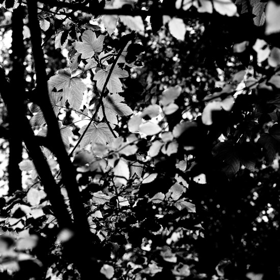 brushwood