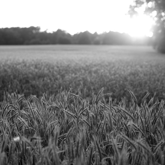 ammerland countryside IX