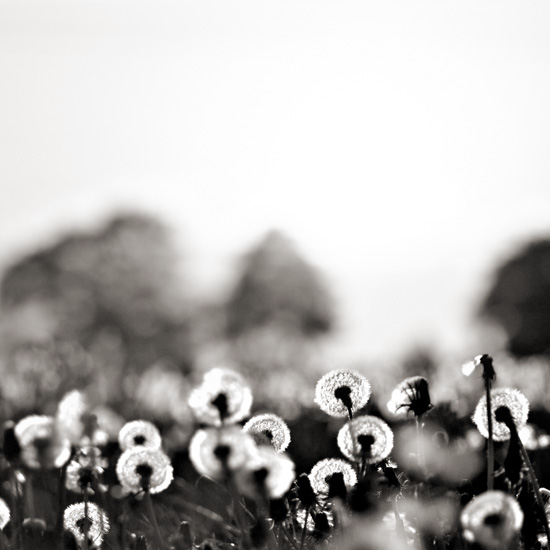 dandelion