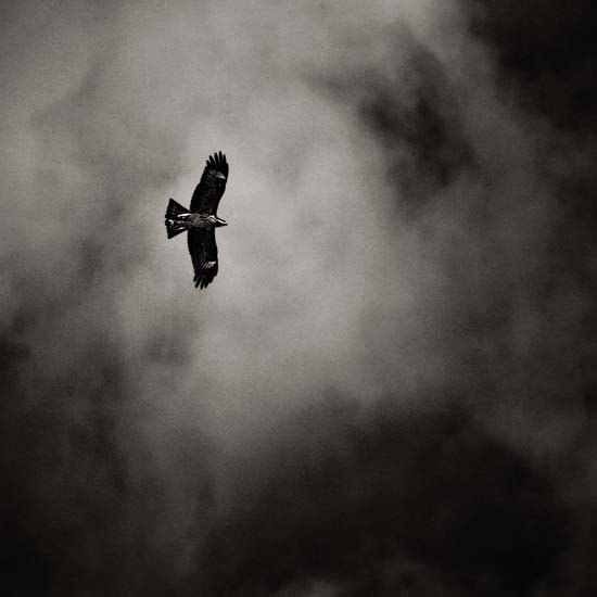 buzzard