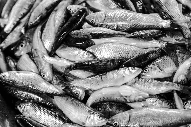 fish