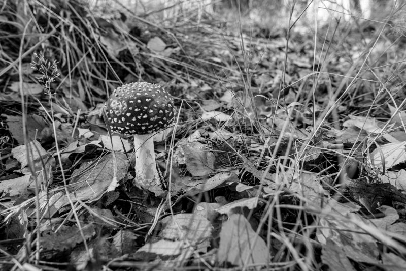 toadstool