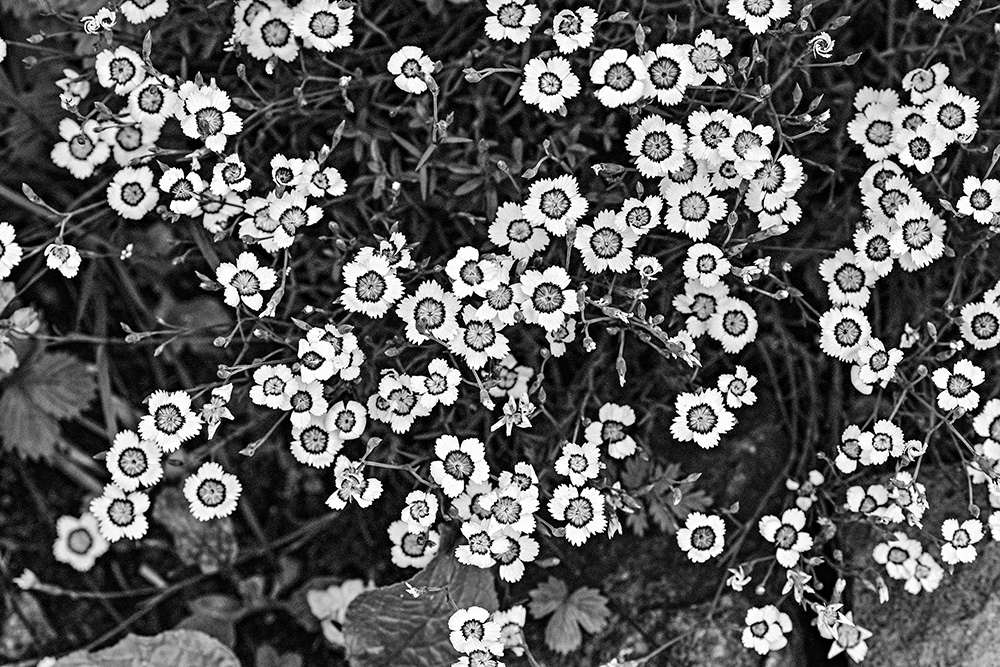 garden flowers