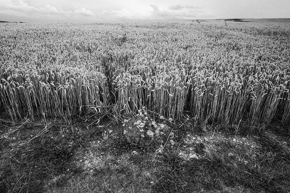 cornfield bavaria