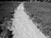 carpet through the rice field